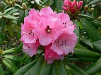 rhododendron_s.n._5