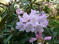 rhododendron_s.n._7