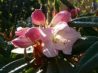 rhododendron_s.n._8