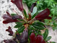 rhododendron_sanguineum_ssp._didymum
