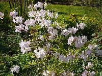 rhododendron_schlippenbachii