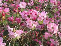 rhododendron_selense