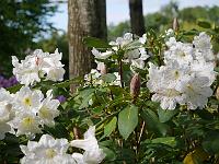 rhododendron_serotinum