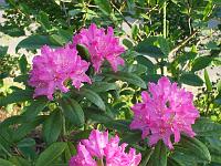 rhododendron_smirnowii
