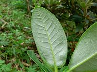 rhododendron_sphaeroblastum