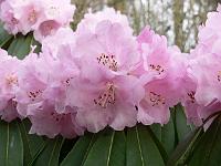 rhododendron_sutchuenense