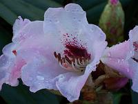 rhododendron_sutchuenense_geraldii
