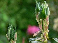 26-05-2006_08-50-58_50