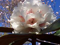 rhododendron_traillianum