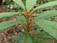 rhododendron_venator