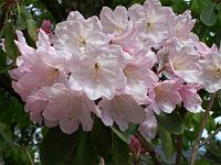 rhododendron_vernicosum_2