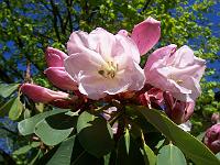 rhododendron_vernicosum