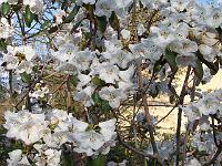 rhododendron_wallichii_1