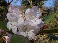 rhododendron_wallichii_2