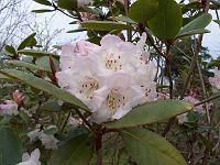 rhododendron_wallichii