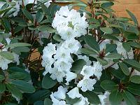 rhododendron_wallichii_3