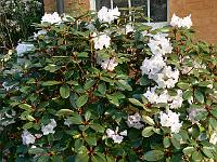 rhododendron_wallichii_3