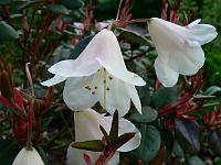 rhododendron_williamsianum_-_album