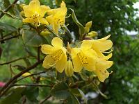 rhododendron_xanthocodon