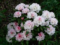 2008-05-15_08-12-18_0033