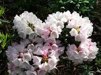 rhododendron_yakushimanum