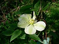clematis_guernsey_cream