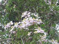 01-06-05canon_200