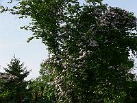 07-06-2006_18-01-34_48