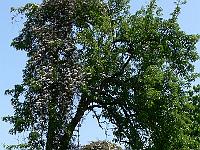 2008-05-29_11-05-15_0011