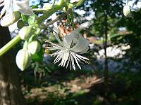 2011-09-03_12-57-51_0056