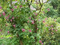 24-07-05kodak_038