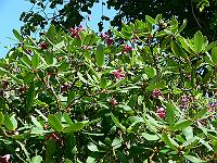 31-07-2007_15-47-59_82