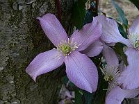 clematis_warwickshire_rose
