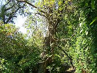 lonicera_periclymenum_-_kaprifolie