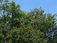lonicera_tellmanniana