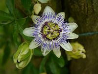 passiflora_caerulea