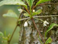 schisandra_japonica