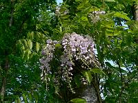 wisteria-formosa