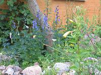 aconitum_ferox