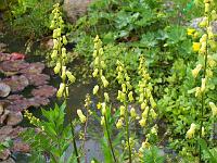 aconitum_vulparia