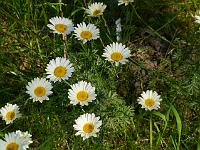 anthemis_tinctoria