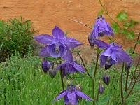 aquilegia_alpina_-_alpeakeleje