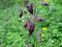 aquilegia_atrata