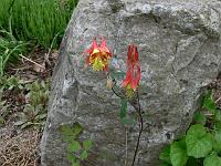 aquilegia_canadensis_-_canadisk_akeleje