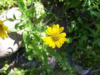 arnica_nevadensis