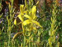 asphodeline_lutea_-_kejserlys