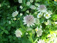 astrantia_major