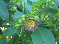 atropa_belladonna_-_galnebaer