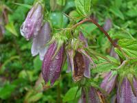 campanula_punctata