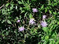 catananche_caerulea_-_rasleblomst